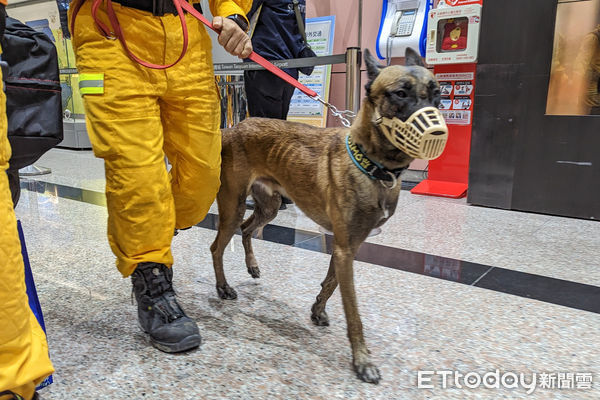 ▲赴土耳其救災團隊返國，五隻搜救犬受到關注。（圖／記者林敬旻攝）