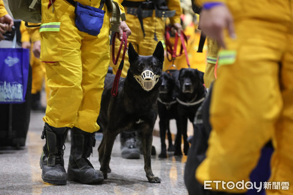 ▲赴土耳其救災團隊返國，五隻搜救犬受到關注。（圖／記者林敬旻攝）