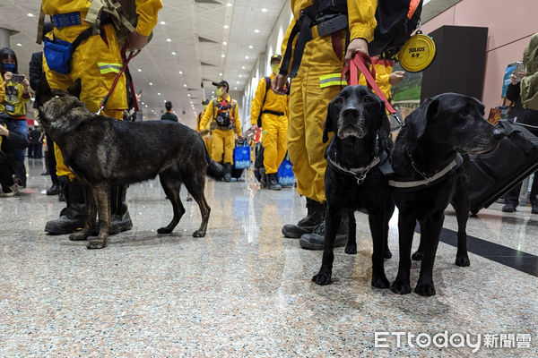 ▲赴土耳其救災團隊返國，五隻搜救犬受到關注。（圖／記者林攝）