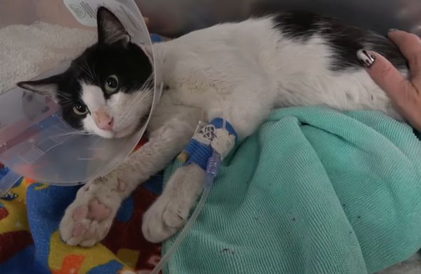 癱瘓貓咪奇蹟。（圖／翻攝自Youtube@hope for paws）