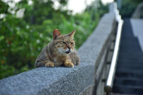 ▲鏟屎官快來看！日本慶祝222是貓之日　因為「這發音」跟喵聲很像。（圖／新北市動物保護處提供，請勿隨意翻拍，以免侵權。）