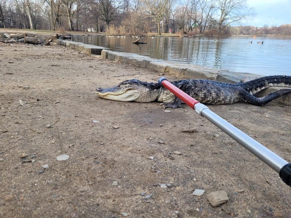 ▲美國紐約布魯克林區的展望公園（Prospect Park）出現一條短吻鱷。（圖／路透）