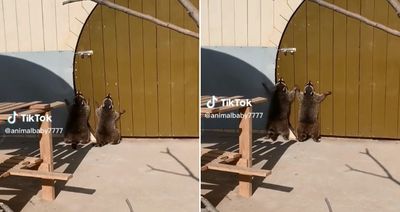 「2浣熊並排跳啊跳」飼育員滿臉困惑　細看原來是想開門出去啦