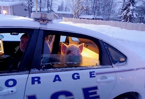 ▲貪玩豬豬翹家被警察「逮捕處理」　抓上警車還一臉興奮：兜風嗎？。（圖／翻攝自Facebook／Anchorage Police Department）