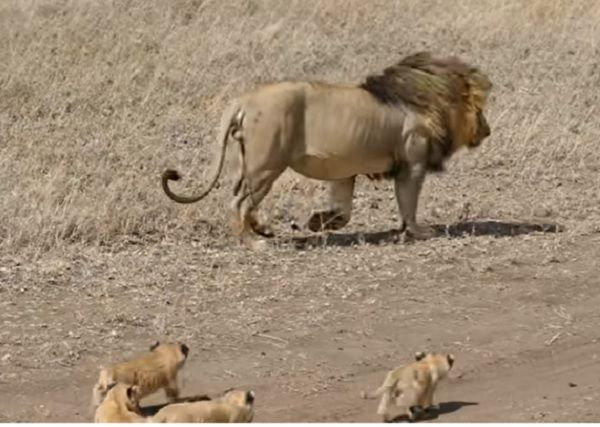 ▲▼公獅想偷懶被幼獅發現，下秒跟緊緊。（圖／翻攝自YouTube／AnimalsAreWacky）