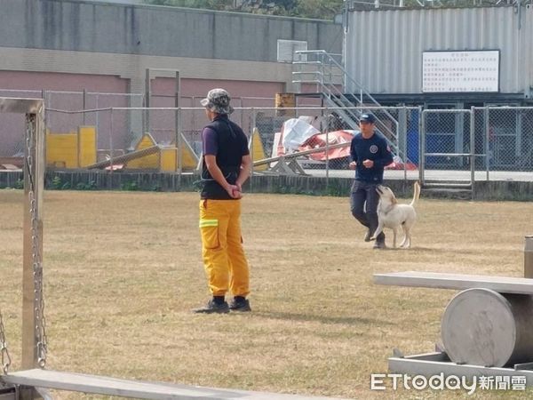▲拉布拉多犬Hero（右）順利通過RHT-A中級認證得以配合特種搜救隊進行災害現場搶救。（圖／花蓮消防局提供，下同）