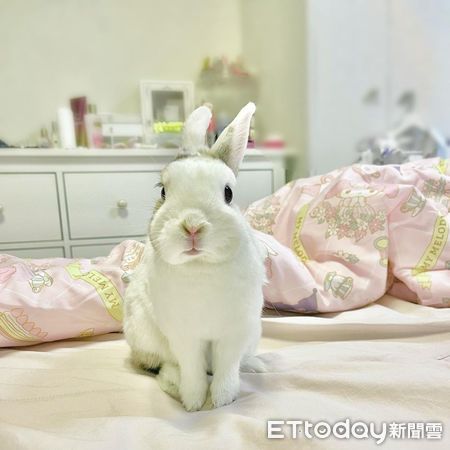 ▲獅子兔「次郎」和米克斯兔「太郎」。（IG／bunny_tarojiro）