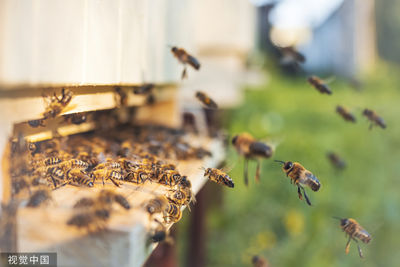 佛羅里達運蜂車事故！100萬隻蜜蜂全飛走　養蜂人急把逃跑乘客找回