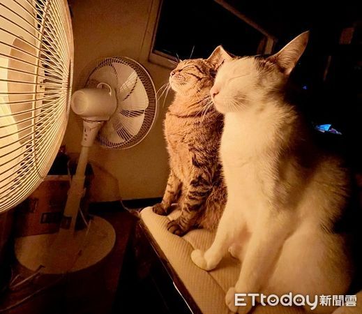 ▲▼貓咪在暖燈前取暖，瞇眼超舒服。（圖／網友王星星提供，請勿隨意翻拍，以免侵權。）