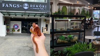 馬來西亞第一間爬蟲動物咖啡廳！　邊吃甜點還能和牠們親密接觸