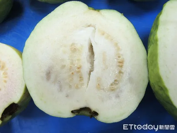 ▲番石榴果心褐化空心 。(圖/記者陳崑福翻攝,下同)