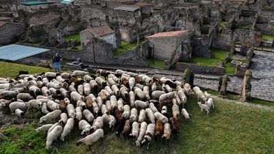 龐貝城還有1/3沒出土！　考古團隊請來150隻綿羊大軍「狂吃」護遺跡