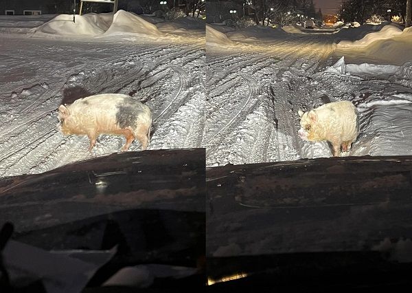 ▲▼雪地上驚見「野生冷凍豬」，目擊者發文找飼主。(圖／翻攝自Facebook／Nolan Boedigheimer）