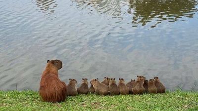 水豚媽「1打12」並排看湖面風光　望著所有孩子溢出滿滿母愛