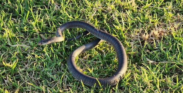 ▲澳洲夫妻於後院發現「世界第2毒蛇」。（圖／翻攝自臉書粉專「Wild Conservation」）