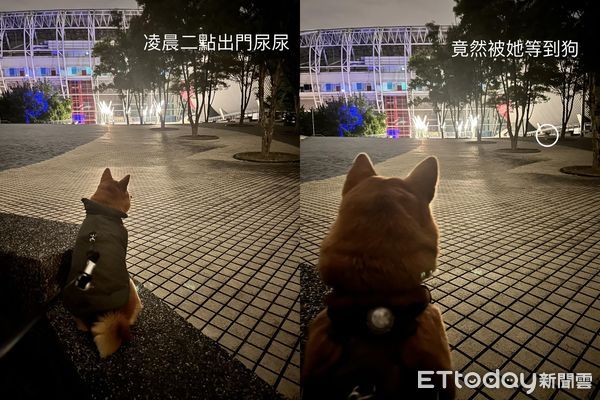 ▲凌晨2點牽愛犬出門尿尿　遠處出現「同品種苦主」笑噴爸：很機車。（圖／飼主周章德提供）