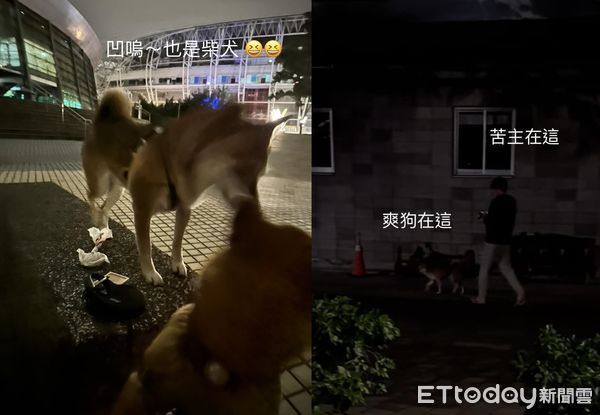 ▲凌晨2點牽愛犬出門尿尿　遠處出現「同品種苦主」笑噴爸：很機車。（圖／飼主周章德提供）