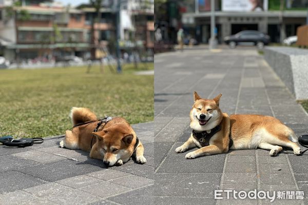 ▲凌晨2點牽愛犬出門尿尿　遠處出現「同品種苦主」笑噴爸：很機車。（圖／飼主周章德提供）