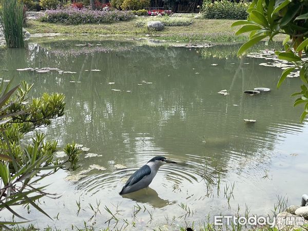 ▲台南山上花園水道博物館，在生態池附近發現一隻右腳疑似遭捕獸夾夾斷的夜鷺，經過聯繫動保單位後，先將它送到動物醫院觀察搶救，希望能夠給它最妥適的照顧。（圖／記者林悅翻攝，下同）