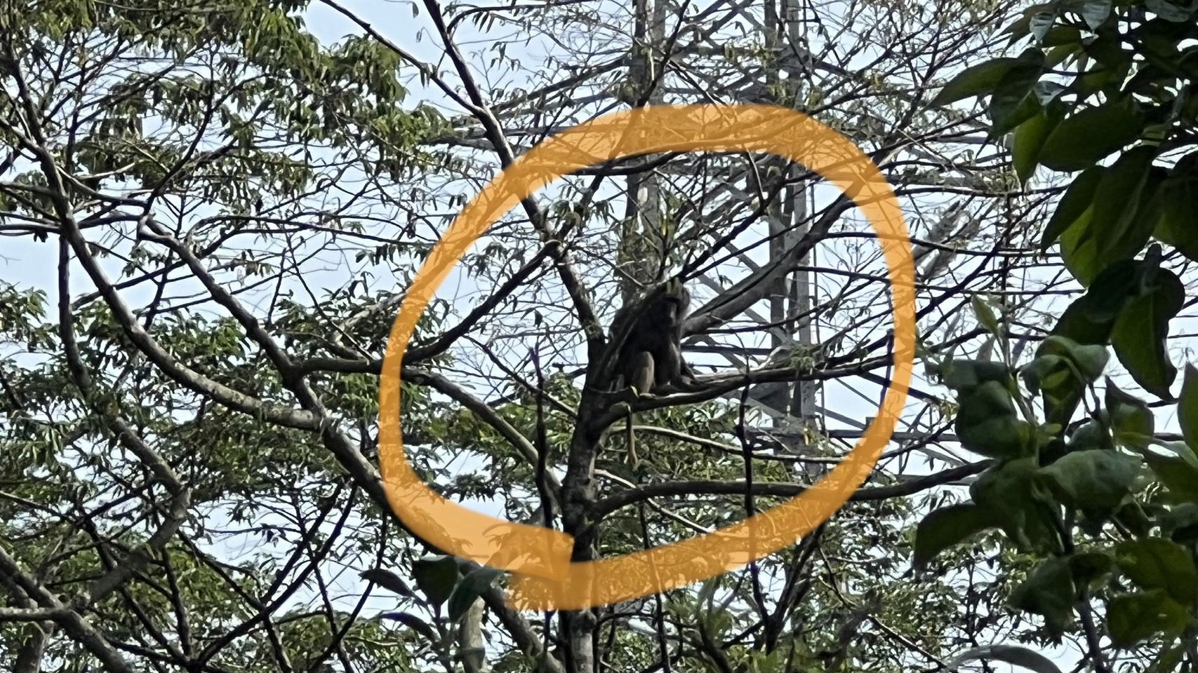 ▲東非狒狒。(圖/里長黃志杰提供)