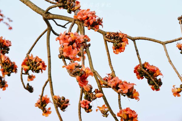 ▲▼彰化竹塘木棉花道。（圖／黑皮的旅遊筆記）