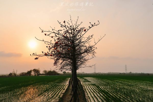 ▲▼彰化竹塘木棉花道。（圖／黑皮的旅遊筆記）