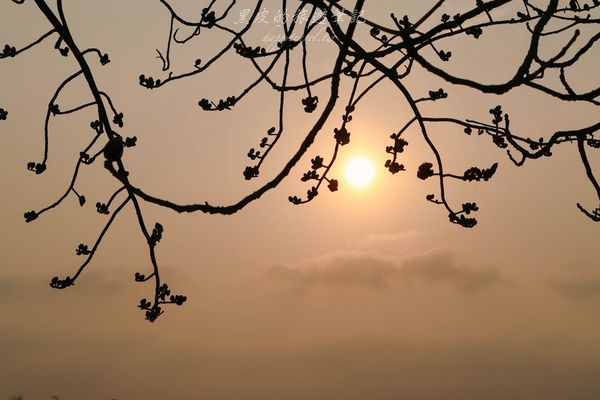 ▲▼彰化竹塘木棉花道。（圖／黑皮的旅遊筆記）