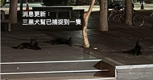 清華大學驚傳3隻外來黑狗入侵校園，導致多名學生遭到咬傷。（圖／翻攝畫面）