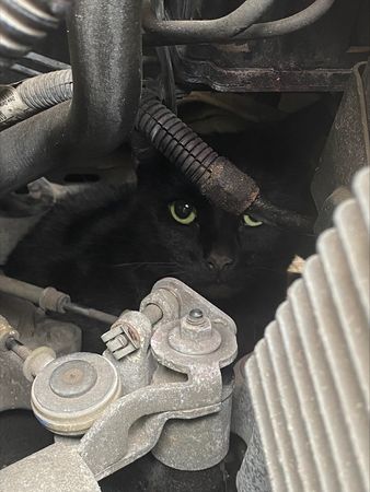 鄰居的貓藏引擎。（圖／翻攝自Cat protection）