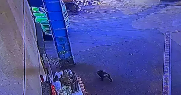 桃園驚傳有狒狒出沒。(圖/翻攝自黃志杰臉書)