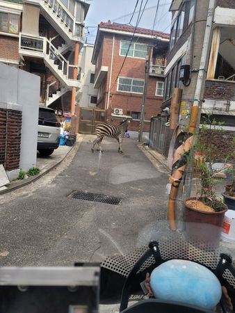 ▲▼南韓首爾市廣津區居民驚見斑馬在家門前散步。（圖／翻攝自Twitter@BaekMetal）