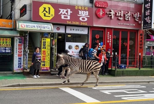 ▲▼南韓首爾街頭23日出現一隻從動物園逃脫的斑馬。（圖／翻攝自推特）