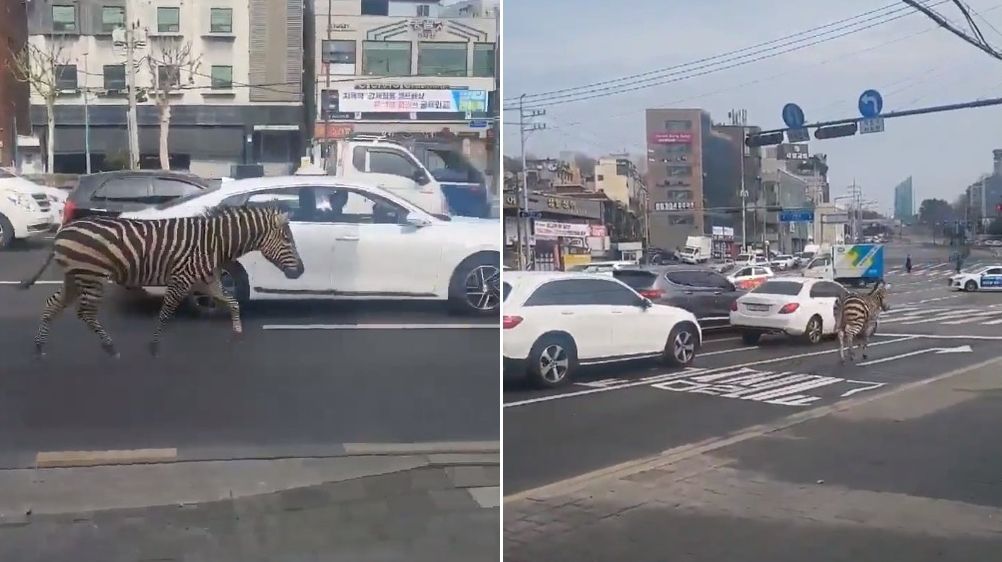 ▲▼首爾有斑馬在路上逃竄。（圖／翻攝自推特@ON_AIR315）