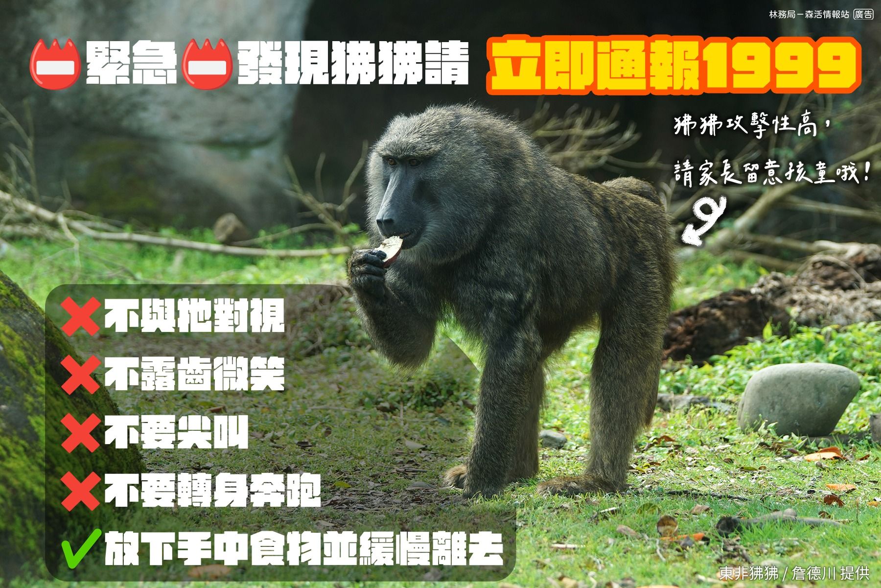 ▲▼林務局提醒遇到狒狒不要微笑、尖叫或逃跑。（圖／林務局提供）