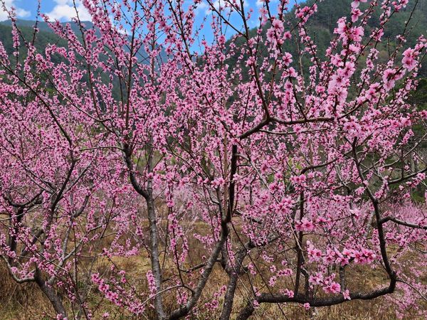 ▲▼武陵農場桃花開。（圖／武陵農場提供）