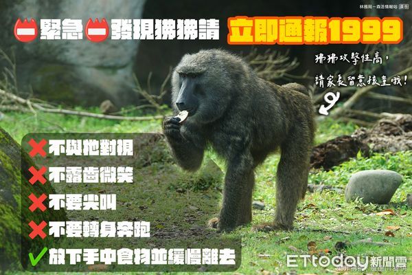 ▲▼林務局提醒遇到狒狒不要微笑、尖叫或逃跑。（圖／林務局提供）
