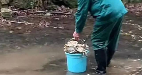 杭州靈隱寺工作人員在一旁的小溪撿拾烏龜的屍體。（圖／翻攝自微博）