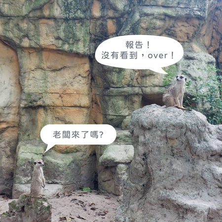 ▲▼台北市動物園表示「工讀生」都在。（圖／北市觀光傳播局提供）