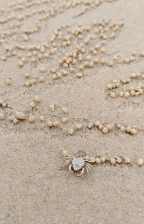 ▲螃蟹沙灘上「搓湯圓」…每3秒一顆小沙球。（圖／翻攝自微博）