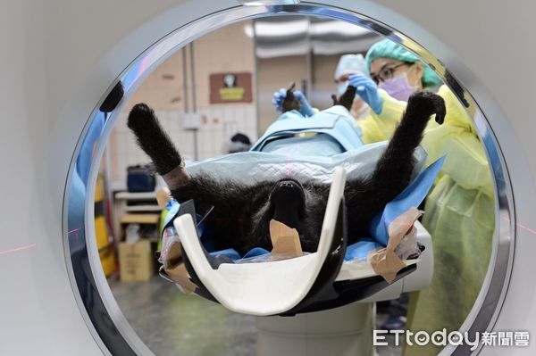 ▲▼ 狒狒遺體送往台北市立動物園驗屍。斷層掃描（圖／林務局提供）