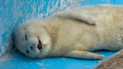 水族館小海豹「上班時間睡爆」　萌樣吸270萬人朝聖：被療癒了