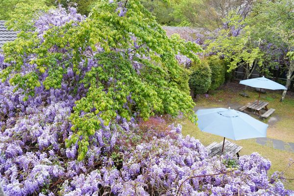 ▲▼武陵農場紫藤花。（圖／翻攝自武陵農場臉書專頁）