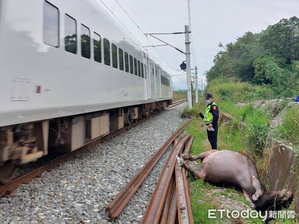 ▲▼牛隻入侵台鐵路線，遭列車撞上慘死。（圖／記者李姿慧翻攝）