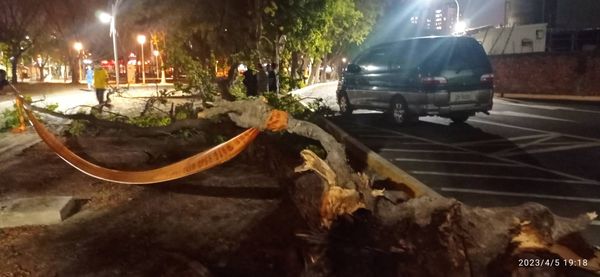 ▲▼公園樹木倒塌砸傷民眾。(圖/民眾提供)