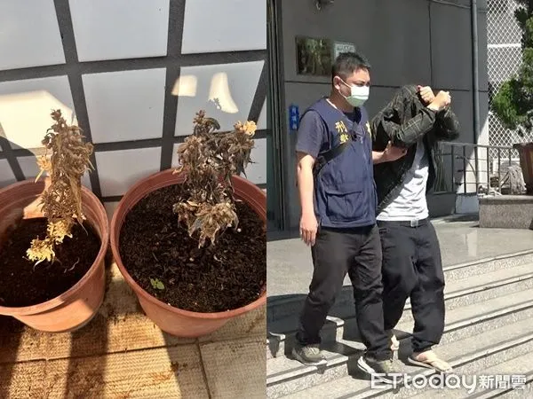 ▲▼台南阿榮自學種大麻「3株被種死」 警上門抓人。(圖/記者吳奕靖翻攝)