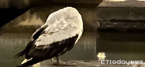 ▲▼「藍臉鰹鳥」幼鳥駐足在花蓮文創園區的水池旁。（圖／花蓮縣政府提供，下同）