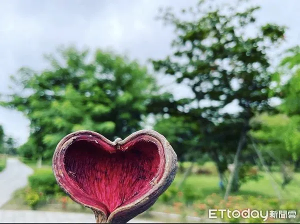 ▲臭味撲鼻!原是掌葉蘋婆開花,山上花園水道博物館趁機生態教育。(圖/記者林悅翻攝,下同)