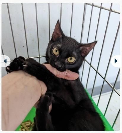 一隻民眾從板橋區浮洲橋拾獲的小黑貓昨（9）日被板橋動物之家收容並開放認養。（翻攝新北動保處網頁）