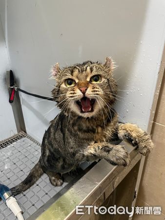 貓咪洗澡。（圖／東森寵物林口仁愛店提供）