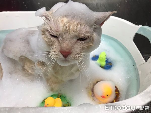 曼赤肯貓本丸洗澡。（圖／東森寵物蘆竹南昌店提供）
